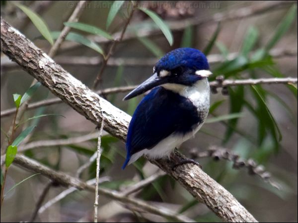 Little Kingfisher little_kingfisher_85089.psd