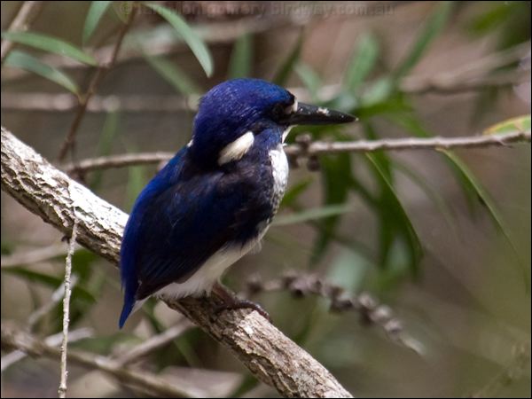 Little Kingfisher little_kingfisher_85109.psd