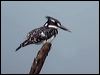 pied_kingfisher_04832