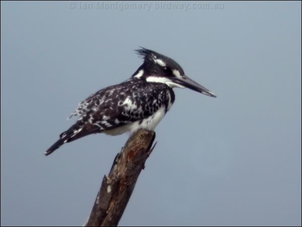 Pied Kingfisher pied_kingfisher_04832.jpg
