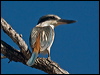 red_back_kingfisher_186528