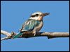 Click here to enter gallery and see photos/pictures/images of Red-backed Kingfisher