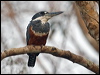 ringed_kingfisher_202799