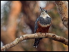 ringed_kingfisher_202803