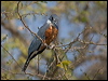 ringed_kingfisher_202999