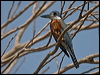 ringed_kingfisher_203006