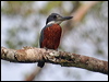 ringed_kingfisher_25691