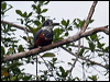 ringed_kingfisher_25728
