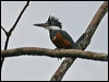 ringed_kingfisher_25736