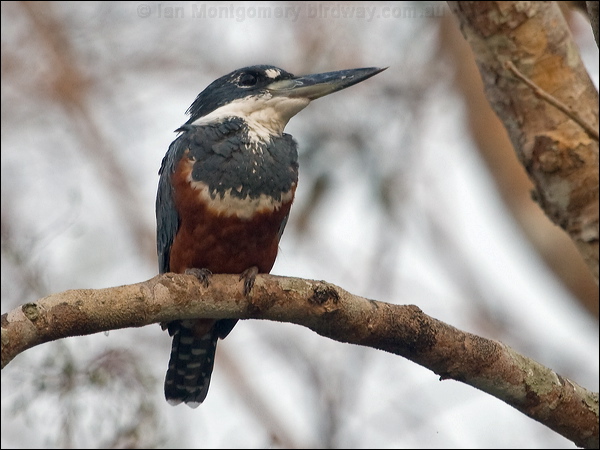 Ringed Kingfisher ringed_kingfisher_202799.psd