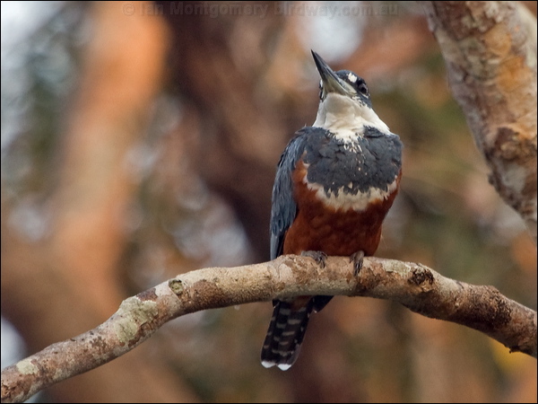 Ringed Kingfisher ringed_kingfisher_202803.psd