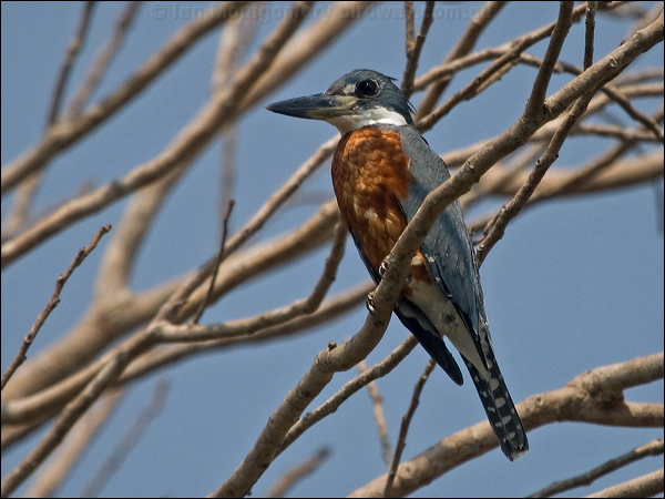 Ringed Kingfisher ringed_kingfisher_203006.psd