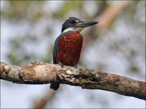 Ringed Kingfisher ringed_kingfisher_25691.psd