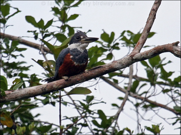 Ringed Kingfisher ringed_kingfisher_25728.psd