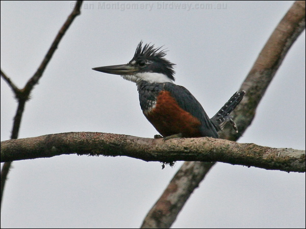 Ringed Kingfisher ringed_kingfisher_25736.psd