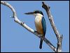 sacred_kingfisher_09389