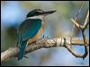 sacred_kingfisher_106321