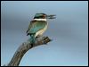 sacred_kingfisher_10802