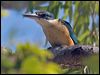 sacred_kingfisher_120485
