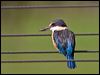 sacred_kingfisher_140351