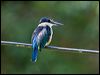 sacred_kingfisher_140370