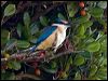 sacred_kingfisher_154059