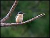 sacred_kingfisher_166220