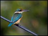 sacred_kingfisher_166729