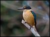 sacred_kingfisher_166735