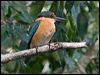 sacred_kingfisher_166797