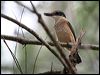 sacred_kingfisher_28408