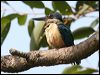 sacred_kingfisher_44367