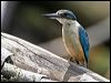 sacred_kingfisher_47240