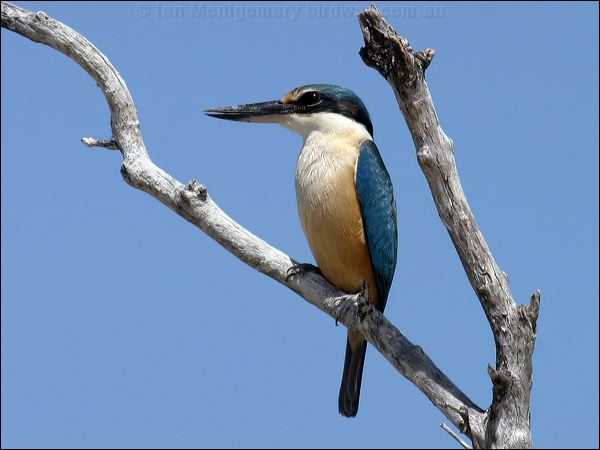 Sacred Kingfisher sacred_kingfisher_09389.psd
