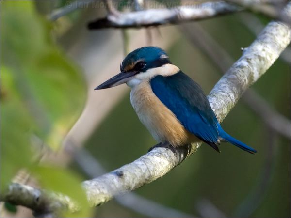 Sacred Kingfisher sacred_kingfisher_105757.psd