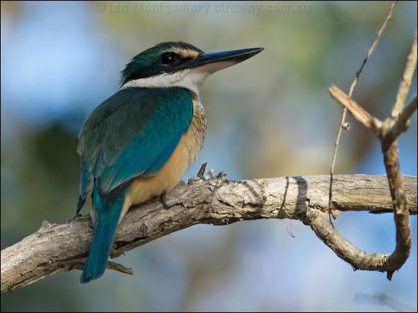 Sacred Kingfisher sacred_kingfisher_106321.psd