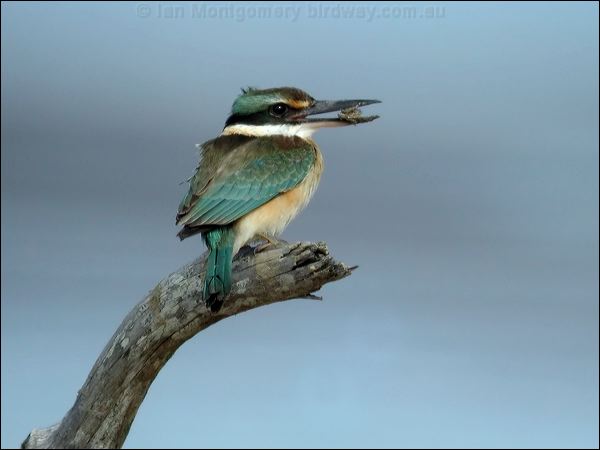 Sacred Kingfisher sacred_kingfisher_10802.jpg