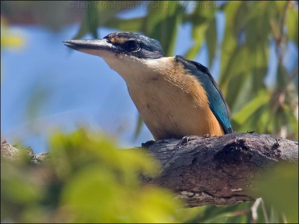 Sacred Kingfisher sacred_kingfisher_120485.psd