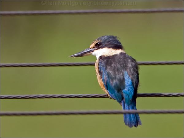 Sacred Kingfisher sacred_kingfisher_140351.psd
