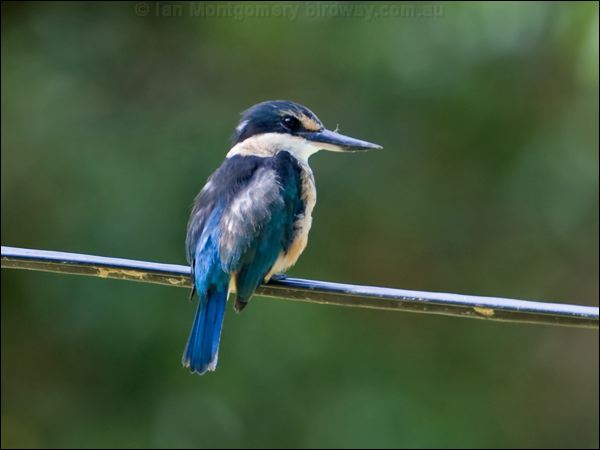Sacred Kingfisher sacred_kingfisher_140370.psd