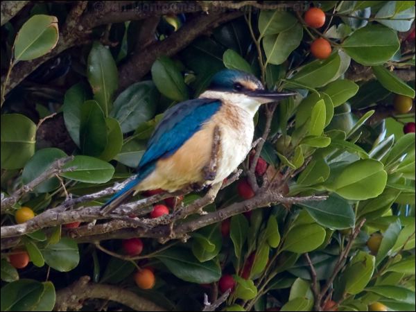 Sacred Kingfisher sacred_kingfisher_154059.psd