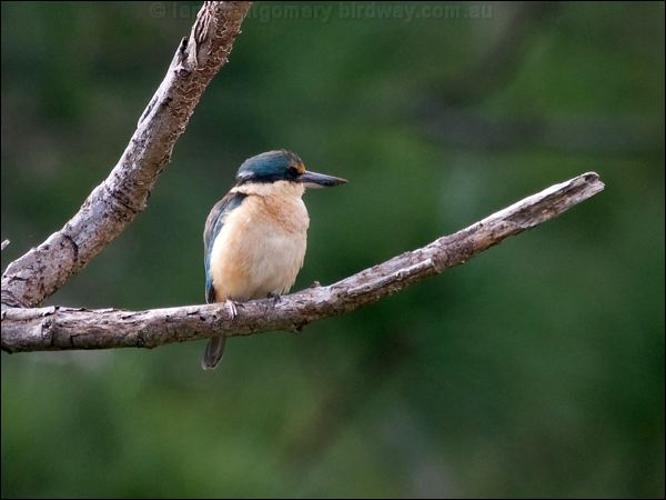 Sacred Kingfisher sacred_kingfisher_166220.psd