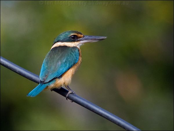 Sacred Kingfisher sacred_kingfisher_166729.psd