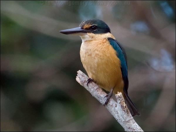 Sacred Kingfisher sacred_kingfisher_166735.psd