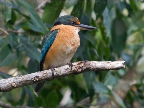 Sacred Kingfisher sacred_kingfisher_166797.psd