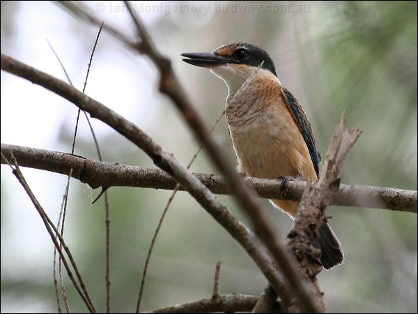 Sacred Kingfisher sacred_kingfisher_28408.jpg
