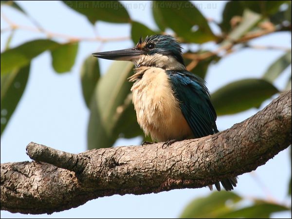 Sacred Kingfisher sacred_kingfisher_44367.jpg