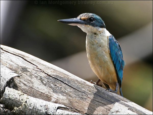 Sacred Kingfisher sacred_kingfisher_47240.jpg