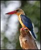 storkbillkingfisher_49250
