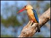 Click here to enter gallery and see photos/pictures/images of Stork_billed Kingfisher